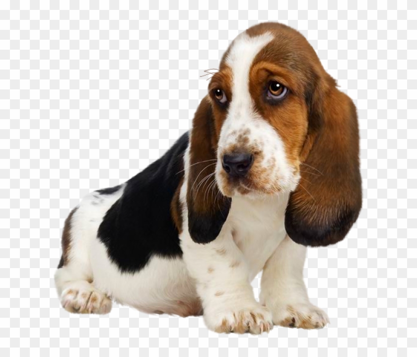 Download High Resolution - Basset Hound Puppies Clipart #5873858