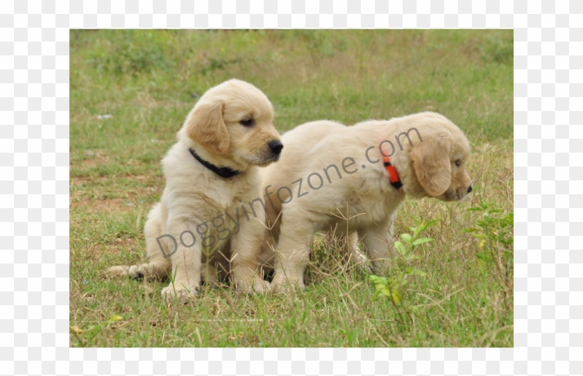 Doggy Info Zone Golden Retriever Puppy - Dog Catches Something Clipart #5873979