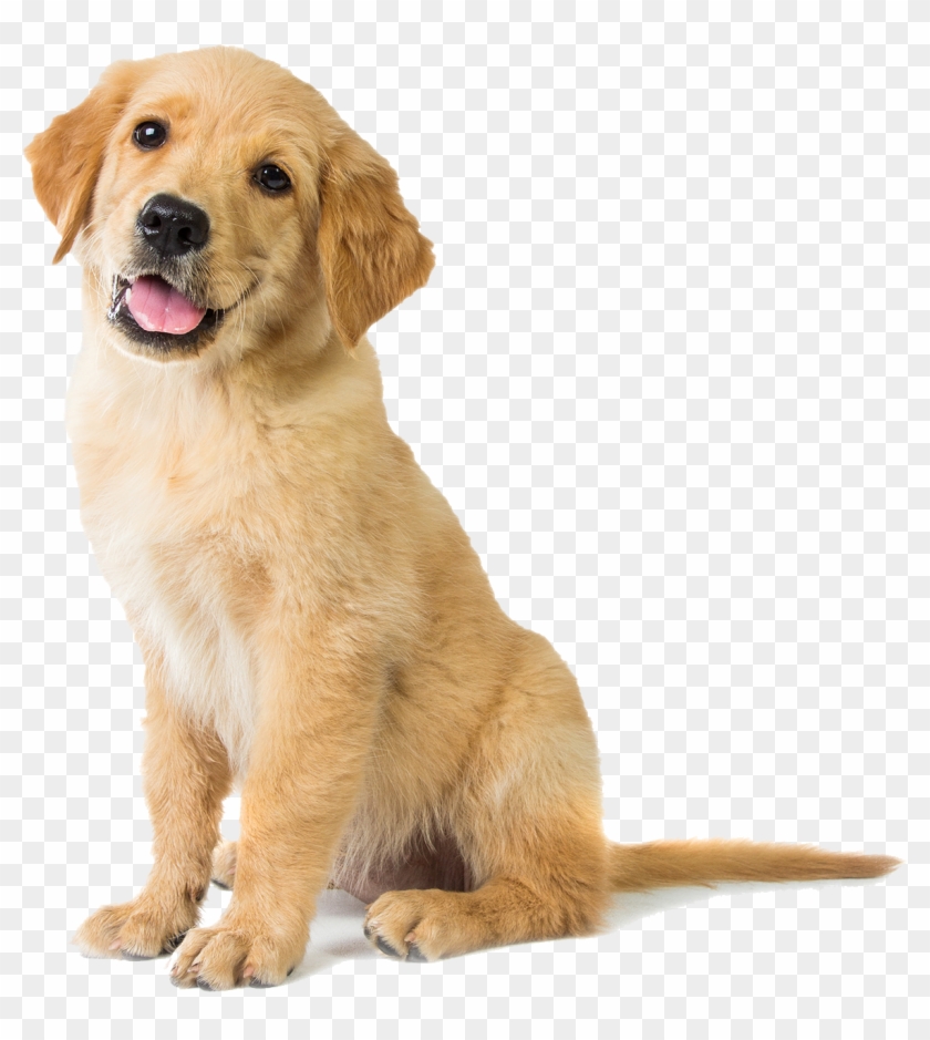 Happy Golden Retriever Puppy - Sitting Dog Clipart #5874004