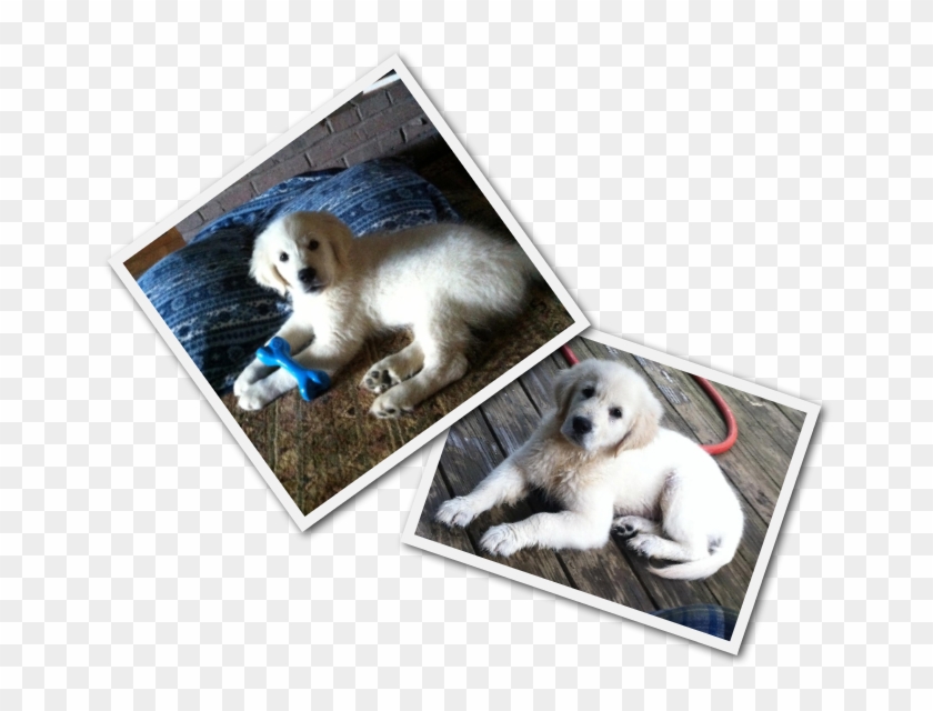 Companion Dog Clipart