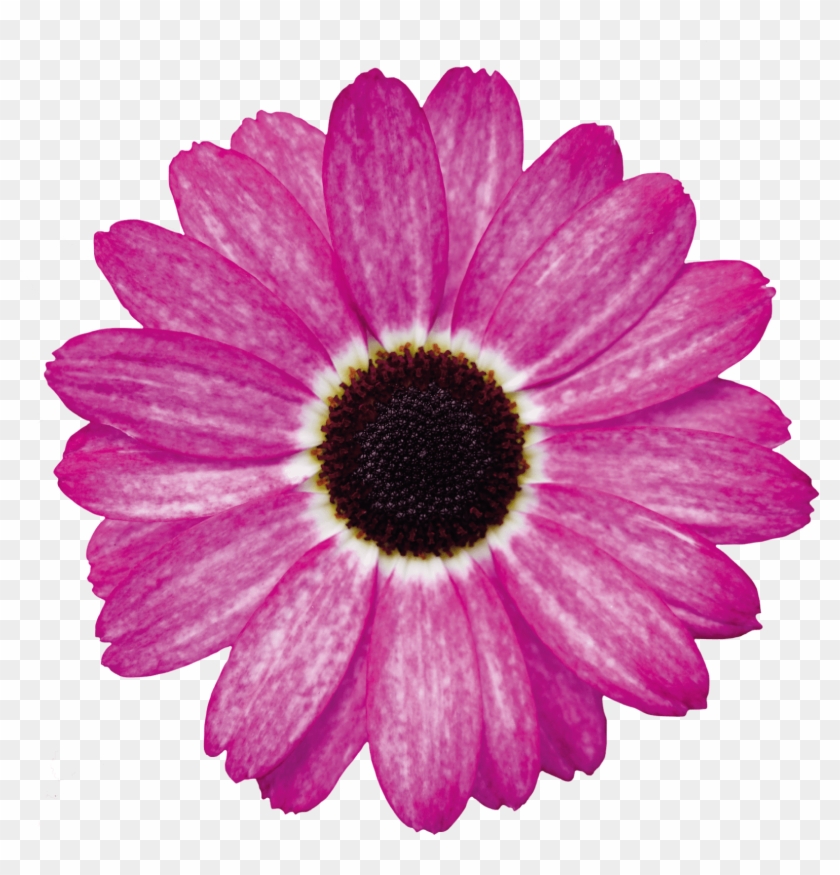 Pink Daisy Png - Hot Pink Gerbera Clipart