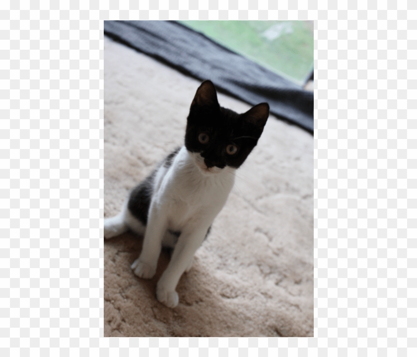 Photo Of Catwoman K0211 - Domestic Short-haired Cat Clipart #5874827