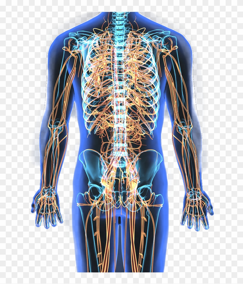 Nervous System - Human Nervous System Transparent Clipart #5875725