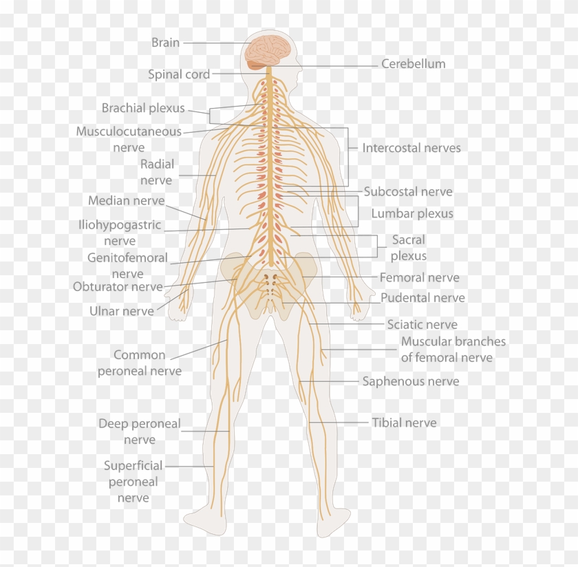 The Peripheral Nervous System Is Constituted By The - Nervous System Clipart