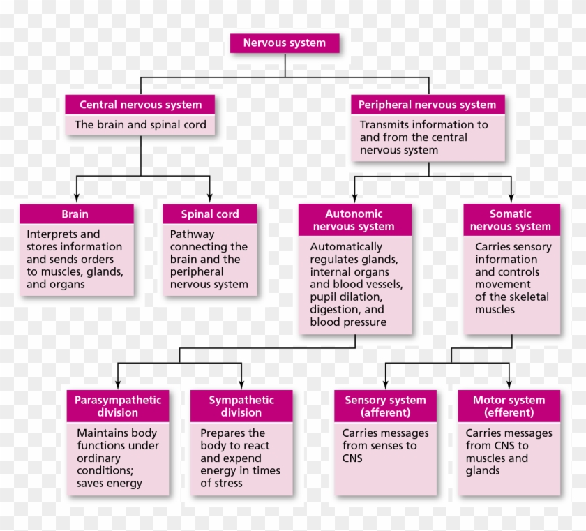 Parts Of The Nervous System Flowchart Clipart