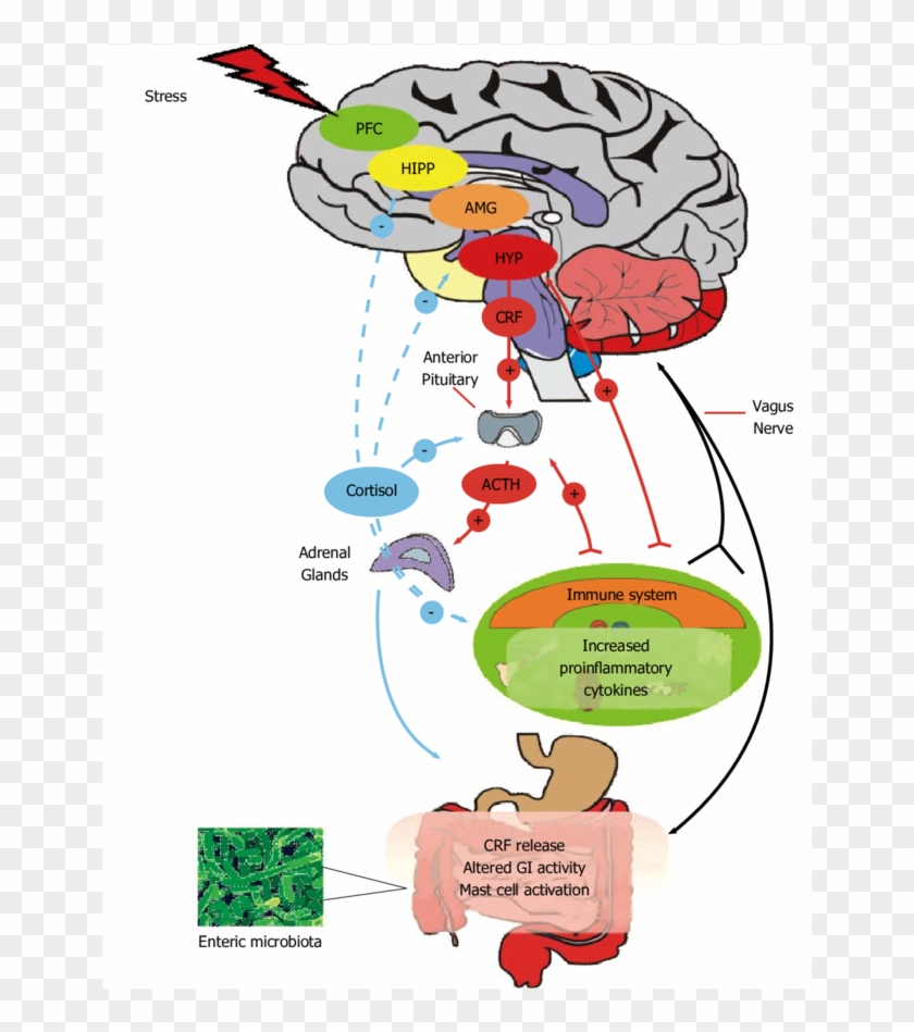 Brain Clipart Central Nervous System - Microbiome Gut Brain Axis - Png Download