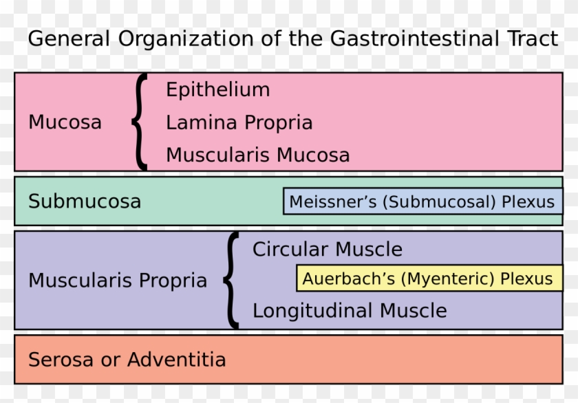 Myenteric And Auerbach Plexus Clipart