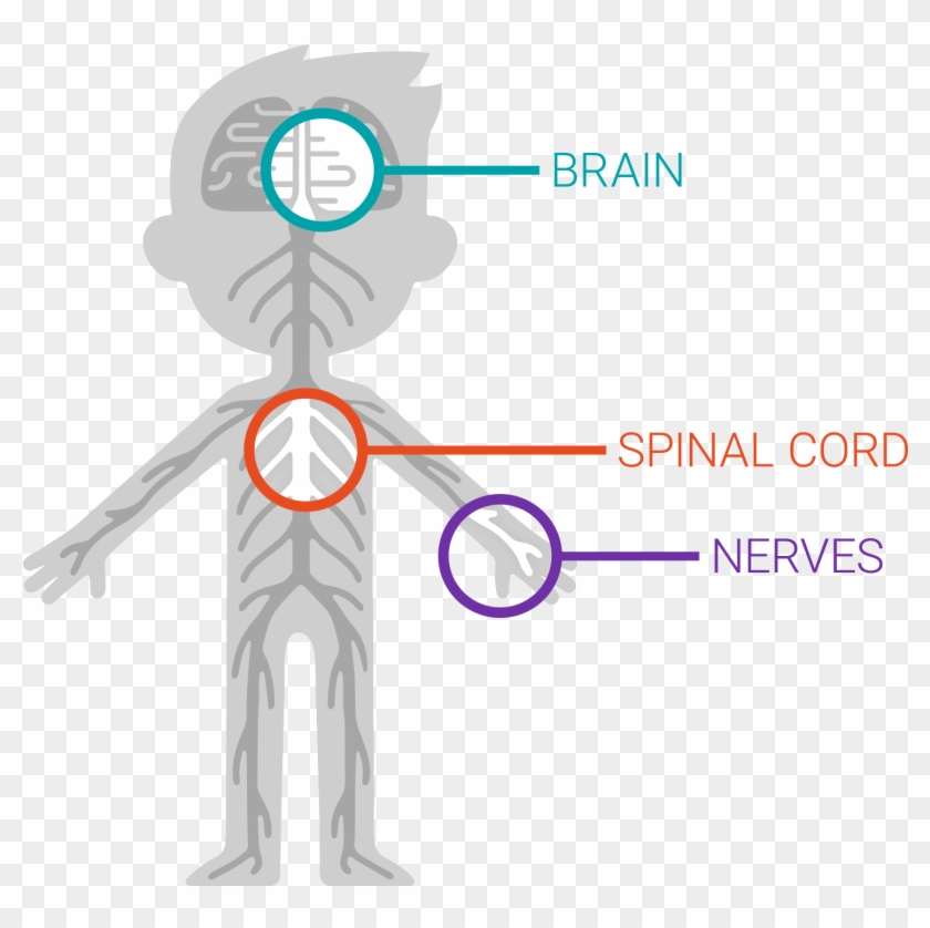 The Nervous System - Graphic Design Clipart #5876408