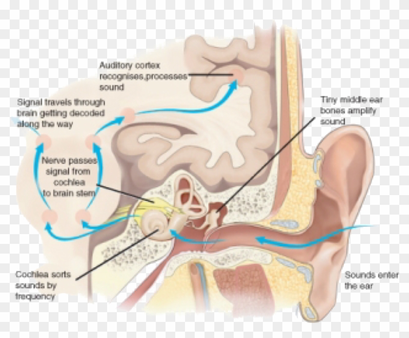 Ear Mechanics Clipart