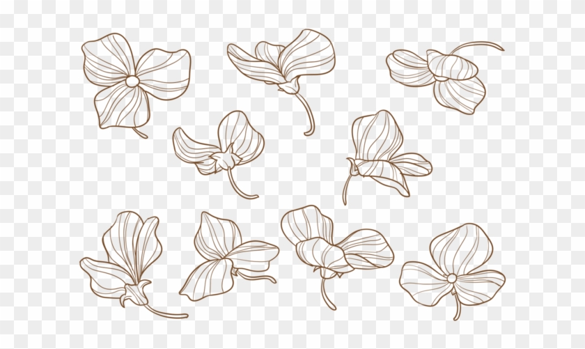 Flores Desenhadas À Mão De Ervilhas - Hand Drawn Sweet Pea Flower Clipart #5877812