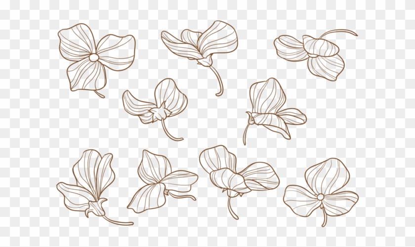 Flores Desenhadas À Mão De Ervilhas - Hand Drawn Sweet Pea Flower Clipart