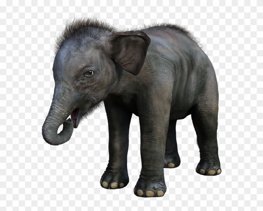 Elefante, Bebé, Joven, Safari, Animales, Mamíferos - Indian Elephant Clipart #5878052