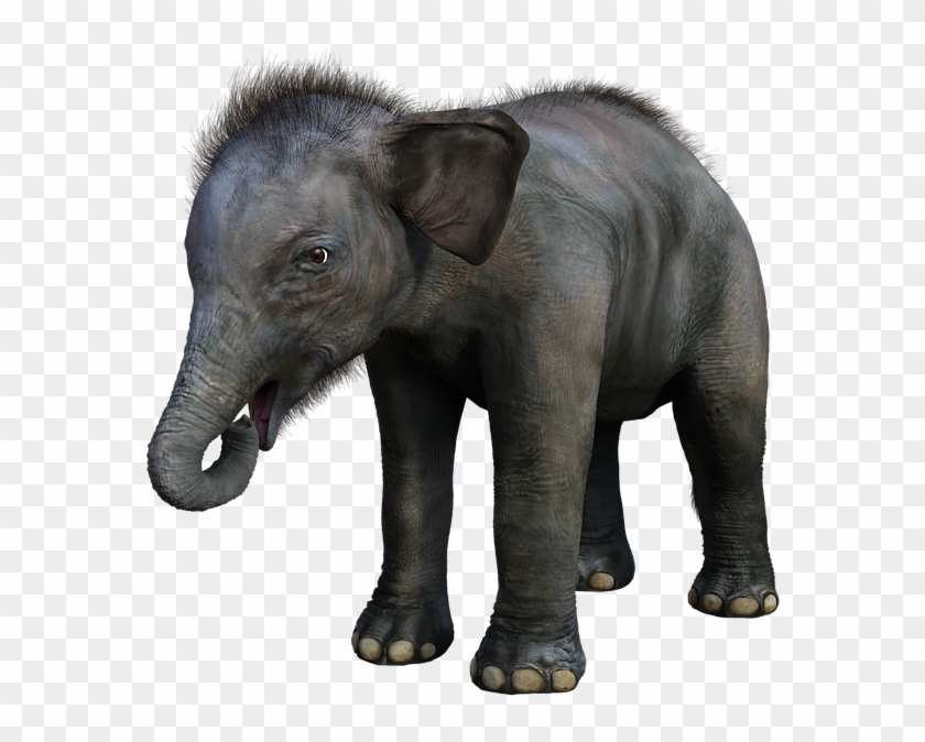 Elefante, Bebé, Joven, Safari, Animales, Mamíferos - Indian Elephant Clipart