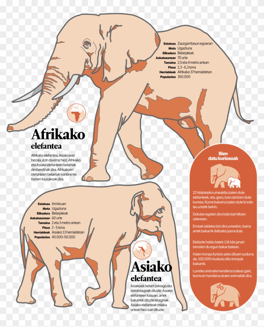 Indian Elephant Clipart