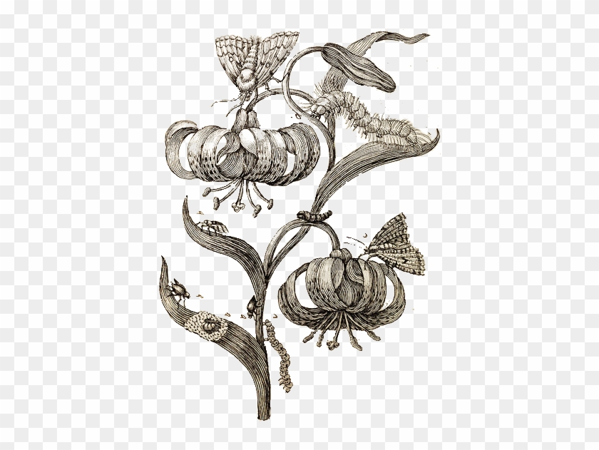 Lilynobackground - Illustration Clipart