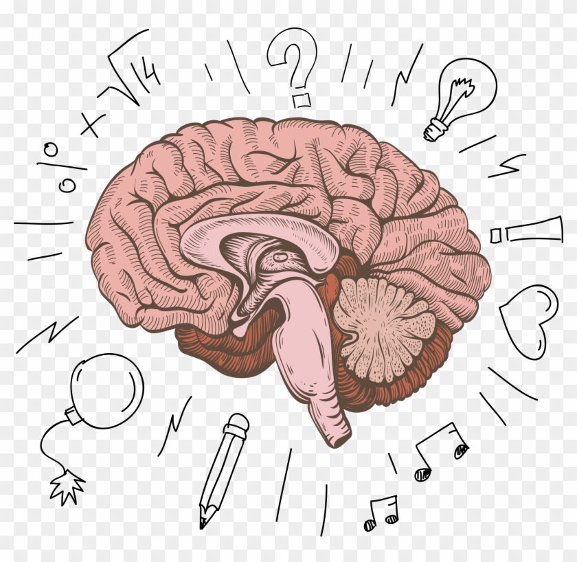 Png Image With Transparent Background - Human Brain Cartoon Clipart #5878936