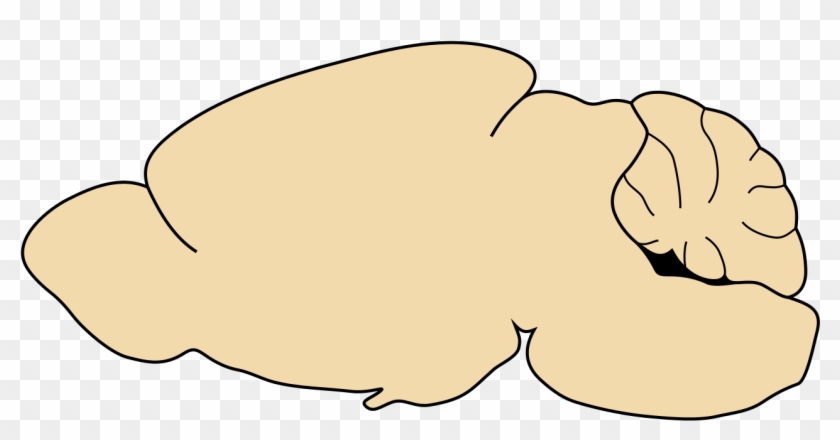 Mouse Brain Sagittal Clipart #5879089