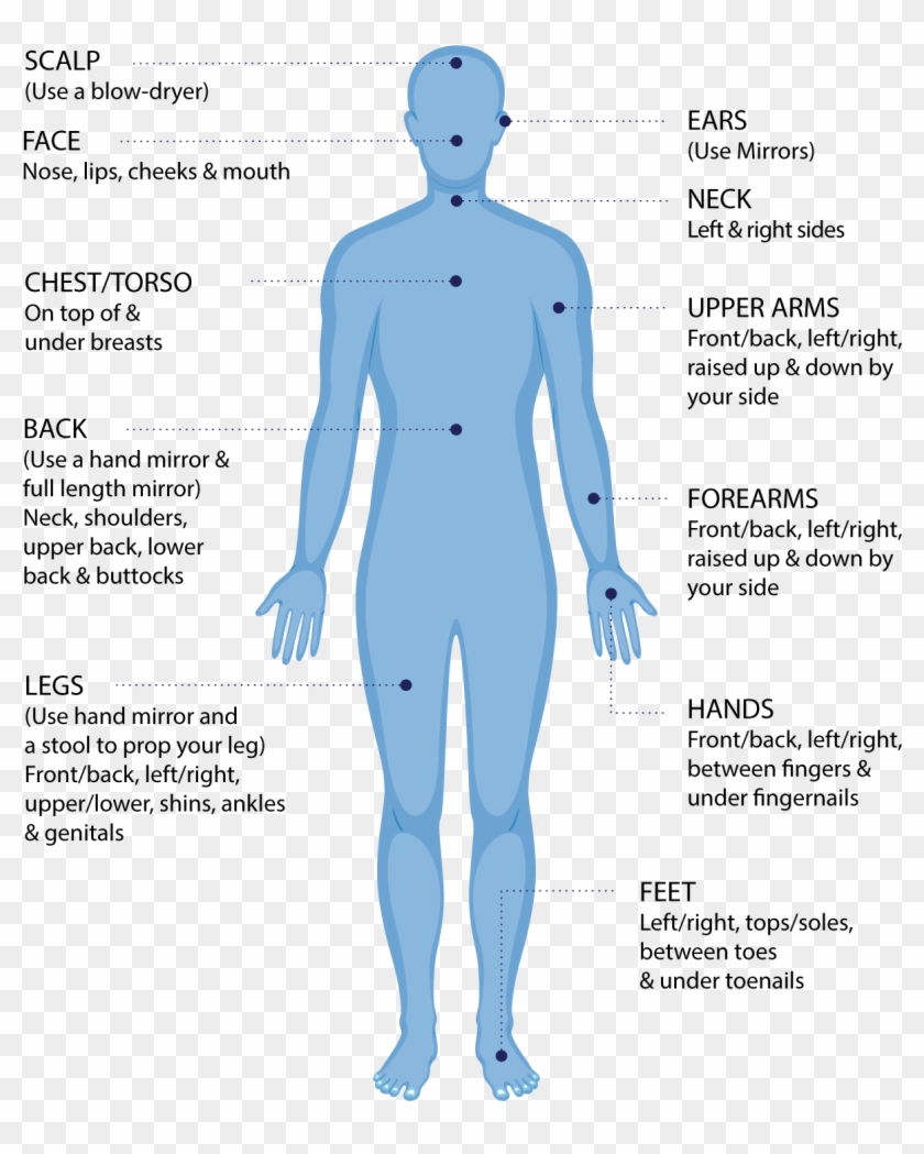 It Is Helpful To Use A Bright Light, Mirrors And A - Person Animal Cell Clipart #5880000