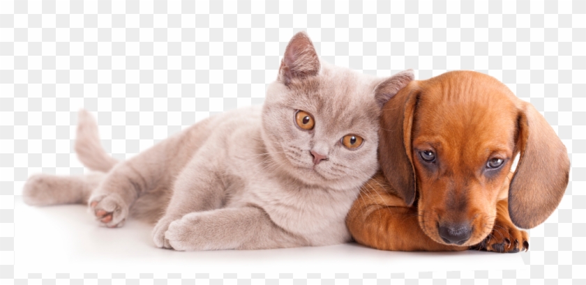 Cachorros E Gatos Png - Free Stock Cat And Dog Clipart #5880966