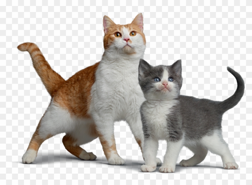 La Médica Veterinaria De Nestlé Purina Explica Que - Gatos En Png Clipart #5881038