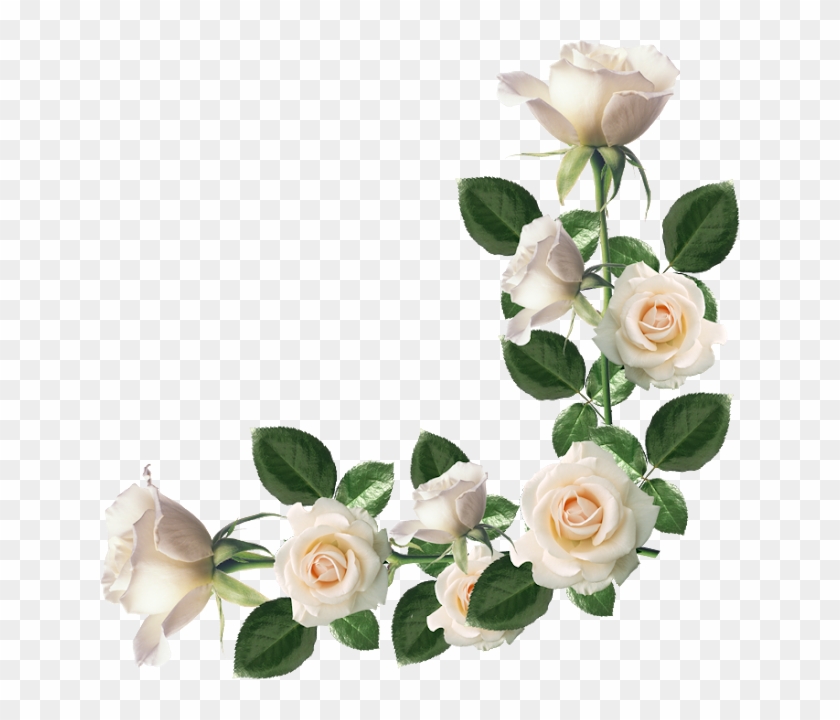 Rosas Diversas Png - Marco De Rosas Blancas Clipart