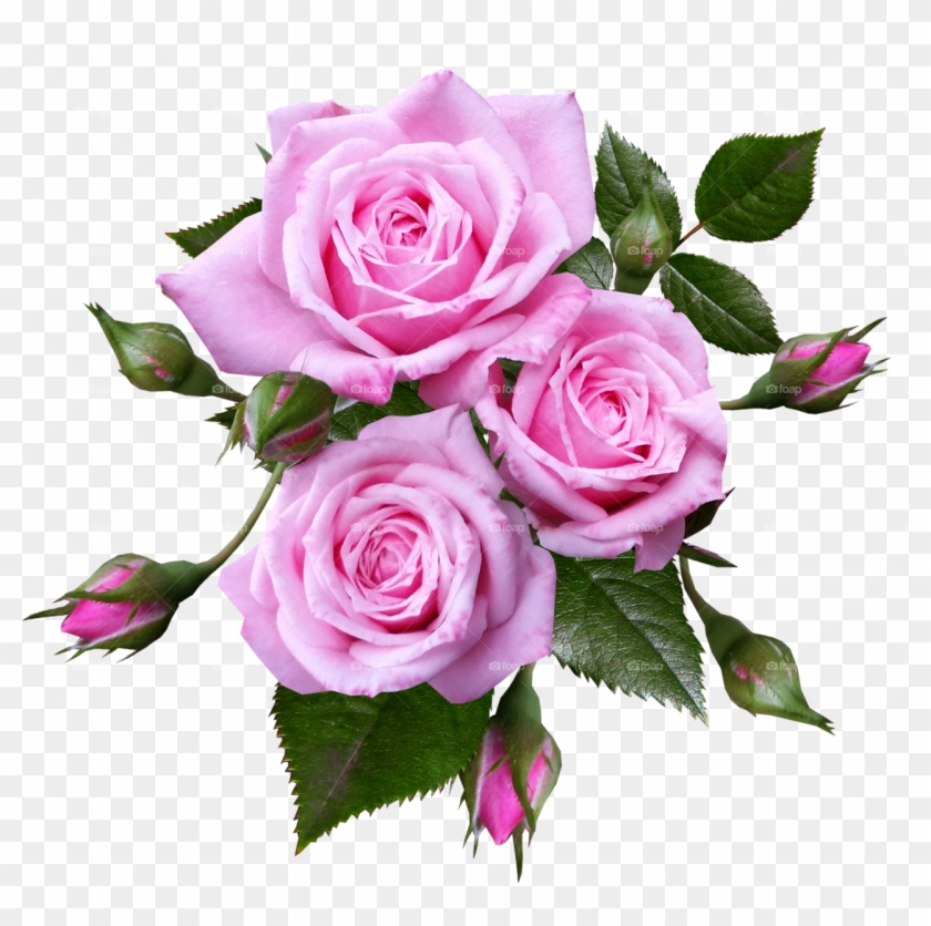 Pink Rose Transparent Background Clipart