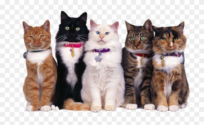 Camas, Alimentos Y Accesorios - Gatos Razas Niños Clipart #5881597