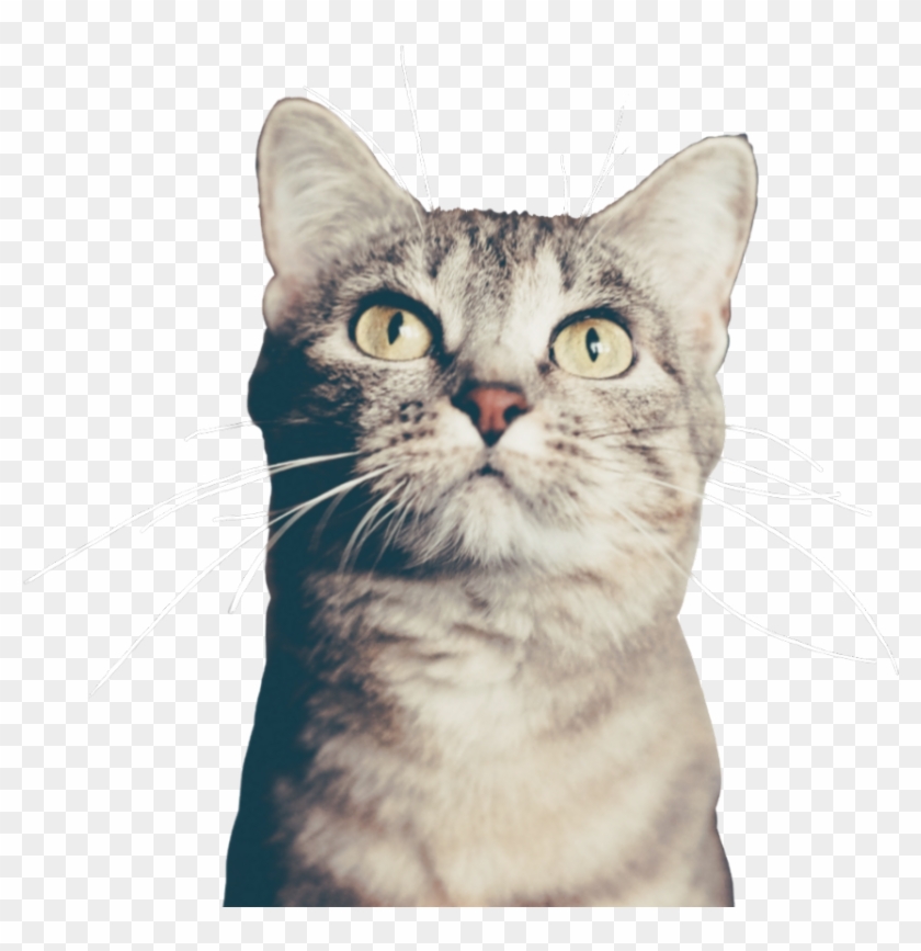 Cat Chat Gatos Cutout Overlay Whiskers * Recolored - Cat Sitter Clipart
