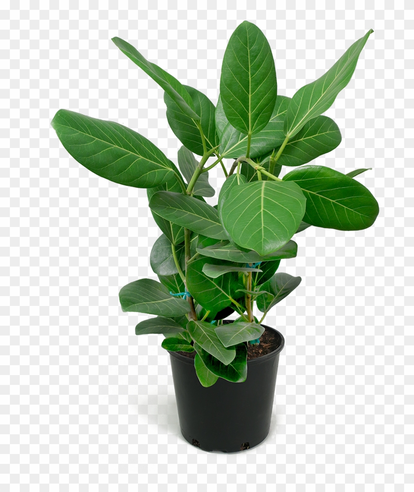 Ficus Audrey Large Rubber Plant, Ficus, Houseplants, - Ficus Audrey Big Leaves Clipart #5882616