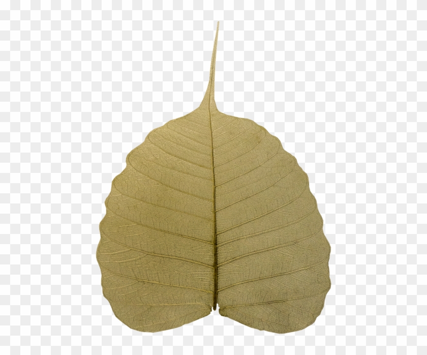 Religiosa,sacred - Maidenhair Tree Clipart