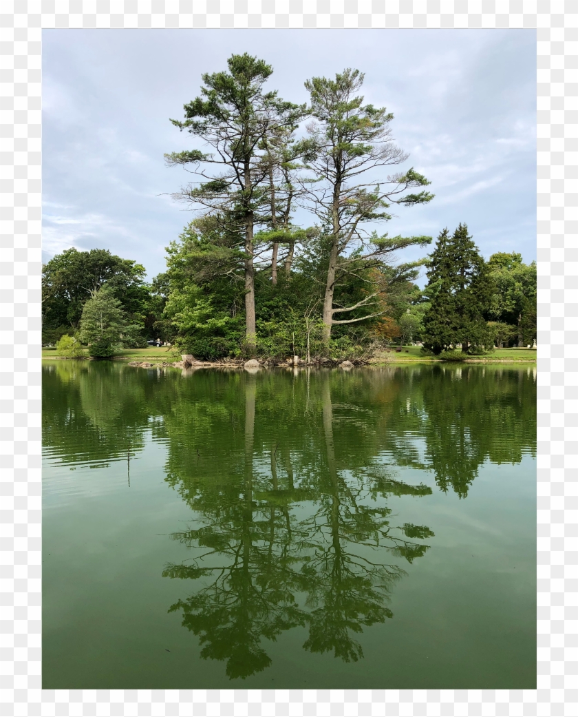#background #scenery #trees #pond #water #reflection - Reflection Clipart #5883398