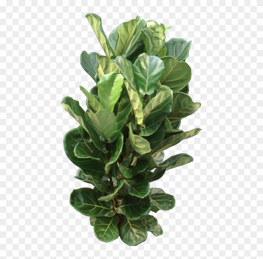 Fiddle Leaf Fig Plant Care Guide - Fiddle-leaf Fig Clipart