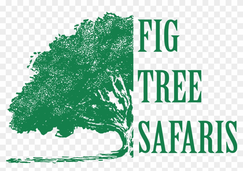 Fig Tree Drawing Clipart #5883521