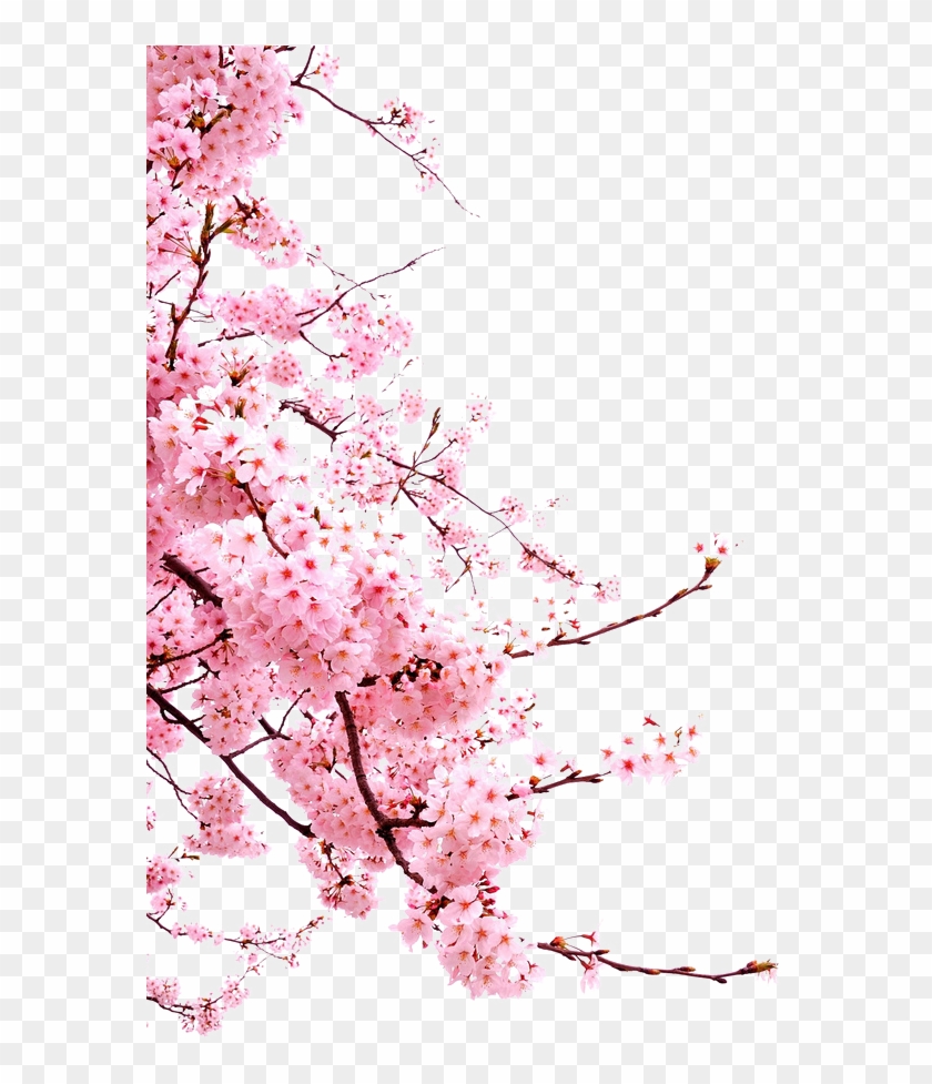 Bunga-png - Japanese Cherry Blossom Png Clipart #5883760