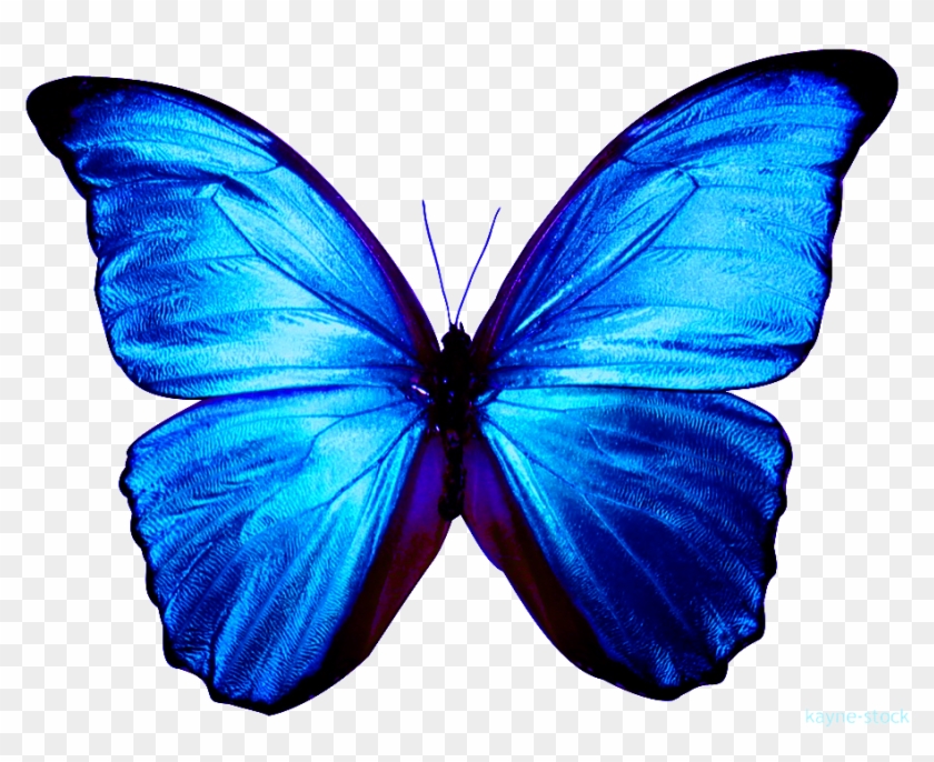 Borboleta Png Transparente - Transparent Background Blue Butterfly Png Clipart #5883761