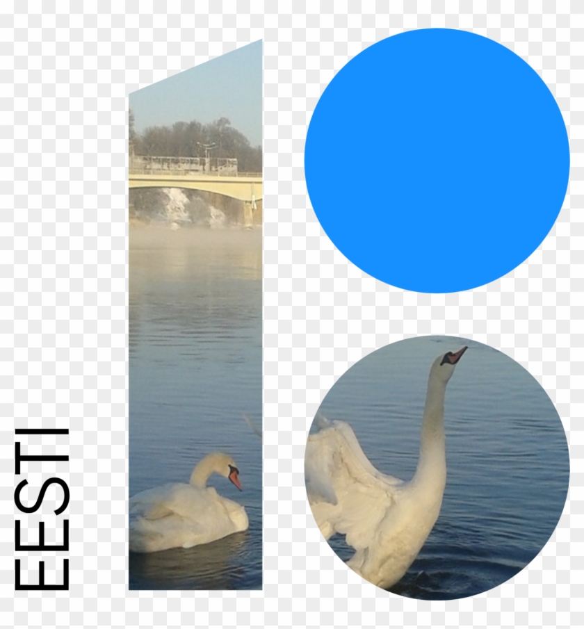 Download - Swan Clipart