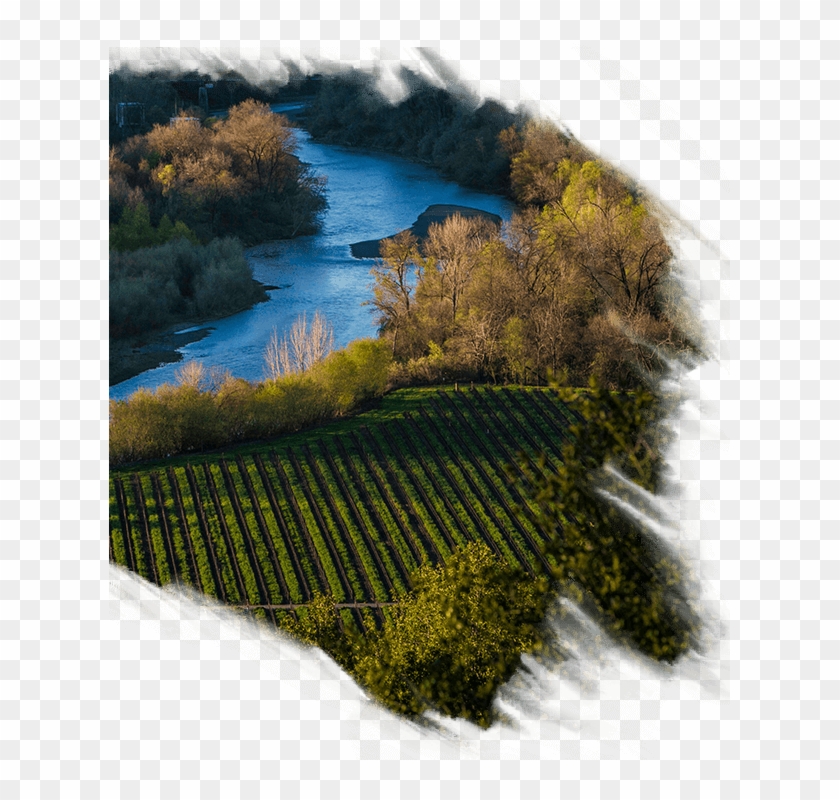 Our Land - Tree Clipart