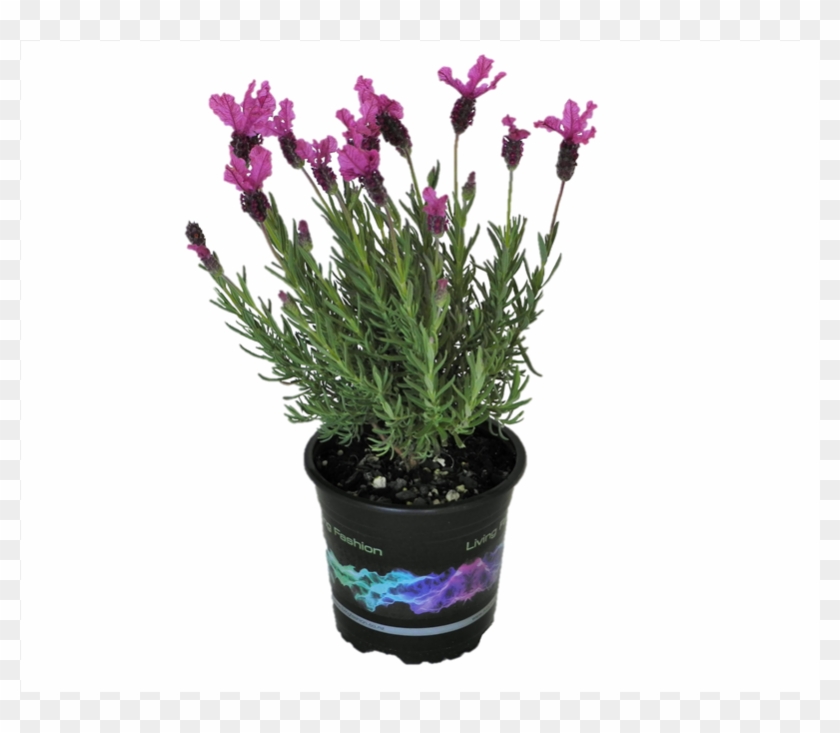 5l The Princess Lavender - Flowerpot Clipart #5885184