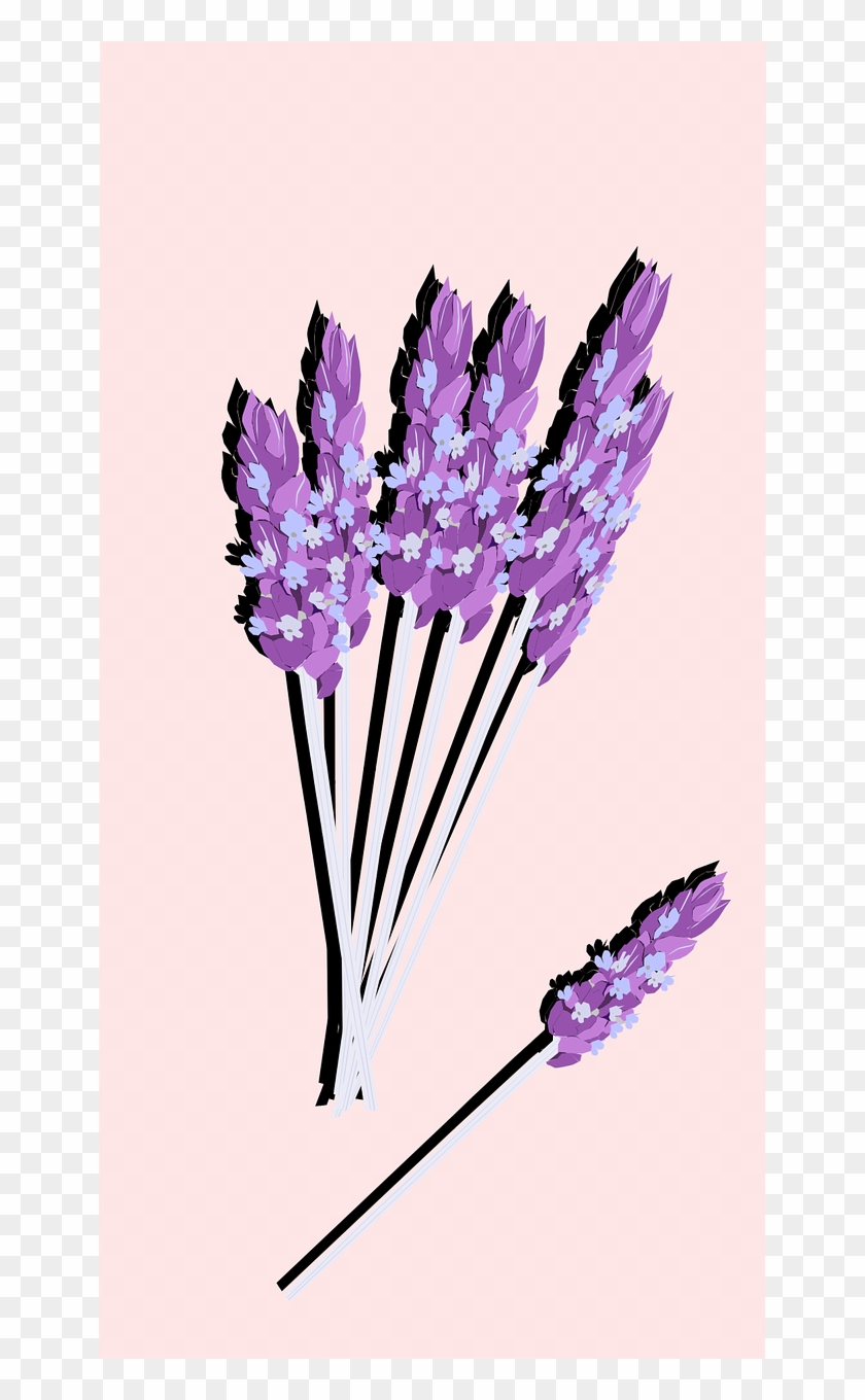 Lavender Flower Plant - Lavender Clipart #5885214