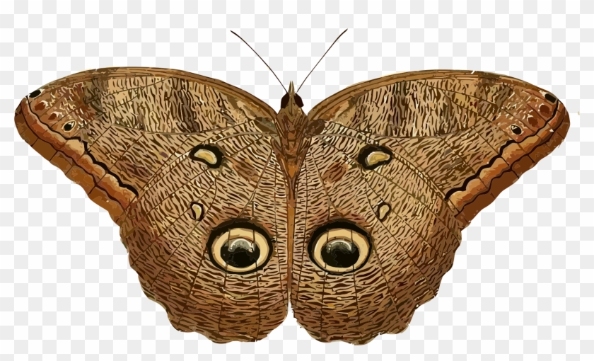 This Free Icons Png Design Of Caligo Eurilochus - Owl Butterfly Clipart Transparent Png