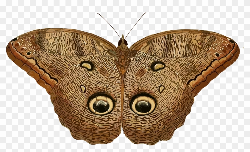 This Free Icons Png Design Of Caligo Eurilochus - Owl Butterfly Clipart Transparent Png #5885310