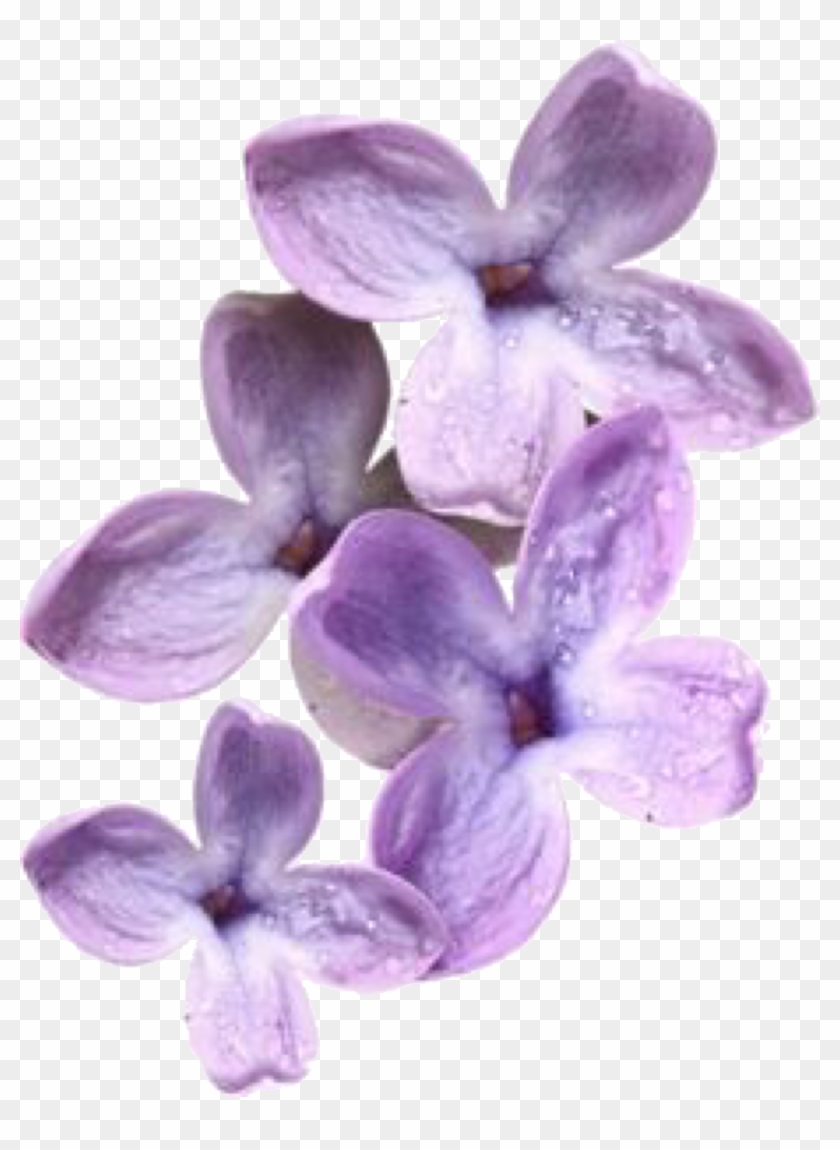 #lavender #moodboard #moodboards #png #filler #flowers - Boohoo Clipart