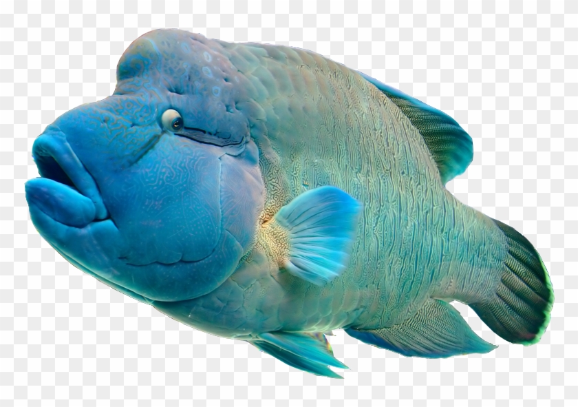 The Aquarium - Humphead Png Clipart #5886889