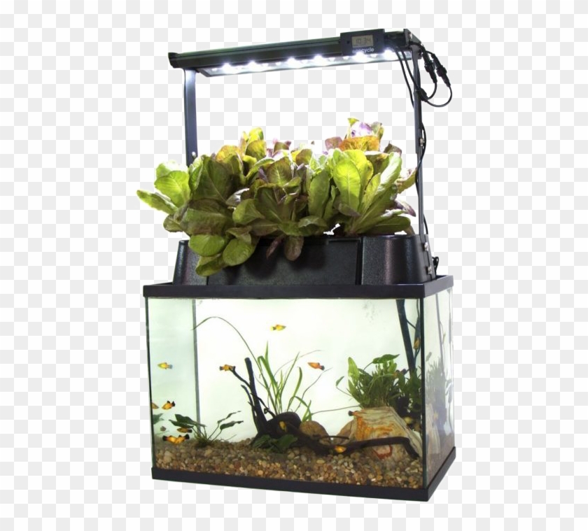 Self Cleaning Fish Tank - Aquaponics Kit Clipart #5886922