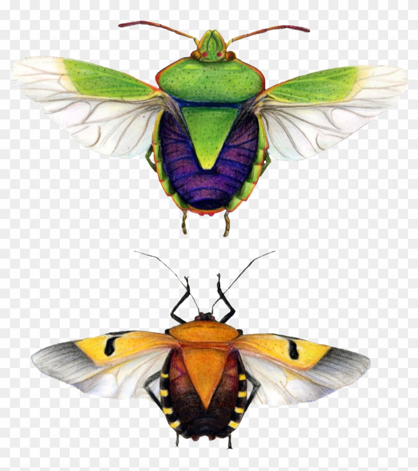 Brush-footed Butterfly Clipart #5888670