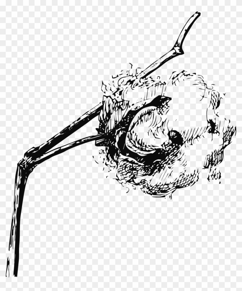 Cotton,cotton Vector Graphics - Cotton Plant Black Png Clipart