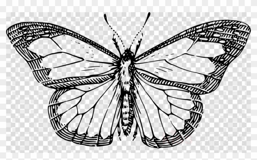 Butterfly Outline Clipart Butterfly Clip Art - Monarch Butterfly Black And White Clipart - Png Download