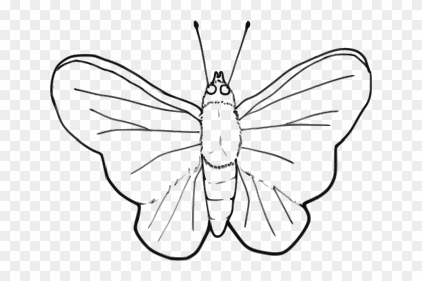 Butterfly Outline Clipart - Clip Art Insects Black And White - Png Download
