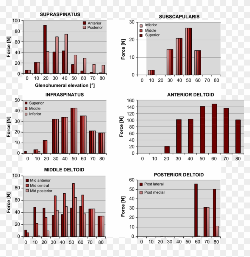 Muscular Arm Png - Style Clipart