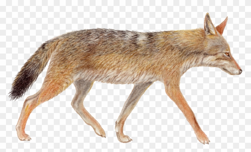 Jackal Images Png Clipart